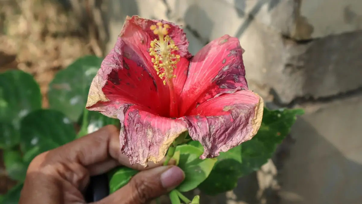 Peeacelily | Why Your Hibiscus Isn’t Flowering (And How to Fix It Fast) hibiscus not flowering