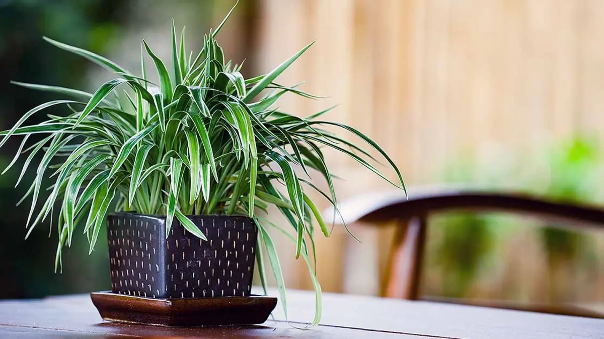 houseplant care guide