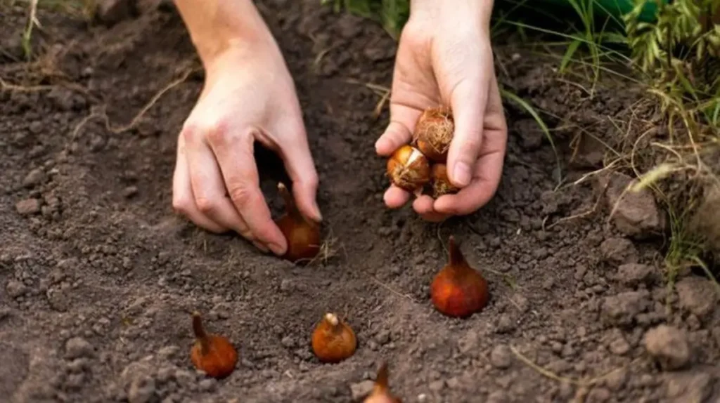 how deep to plant tulip bulbs