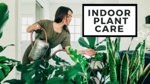 plant care tips
