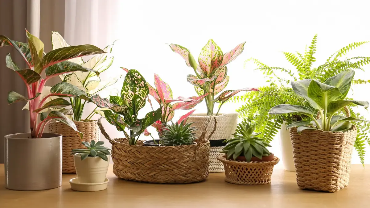 plants for home decor