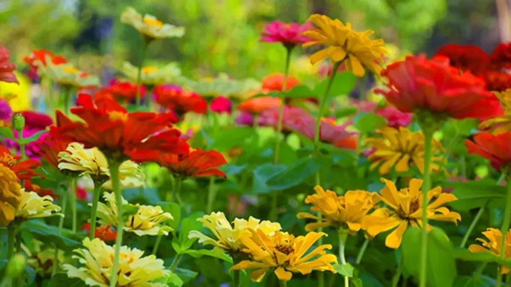 fast growing flowering plants