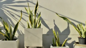 snake plant care