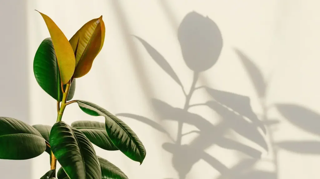 ficus plant care