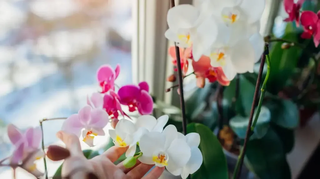 orchid care tips