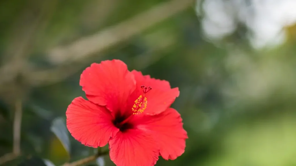hibiscus care