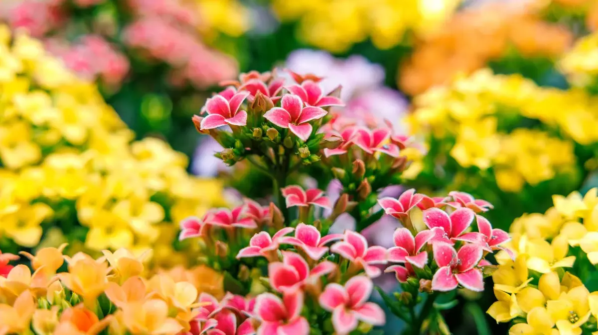 Seasonal Blooms: What to Plant Each Season for a Year-Round Garden