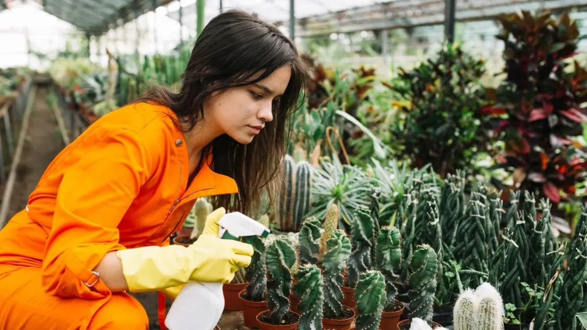 winter houseplant care
