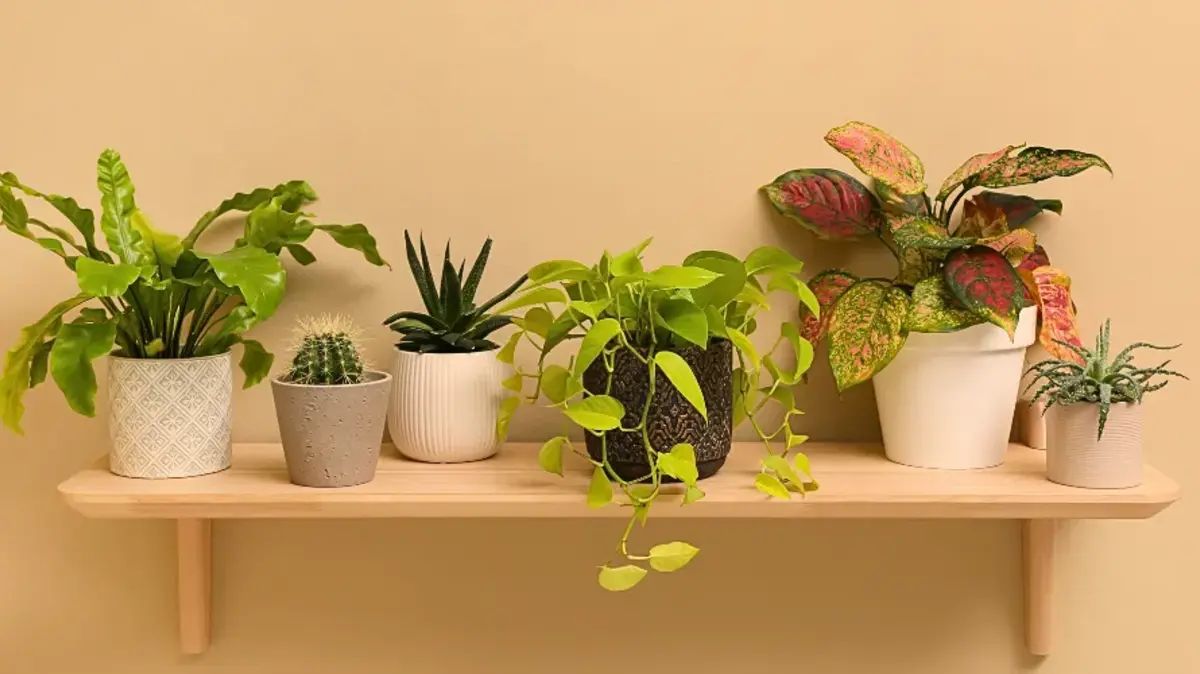 plant shelf ideas