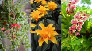 The Ultimate Guide to the Best Flowering Indoor Plants for Every Season