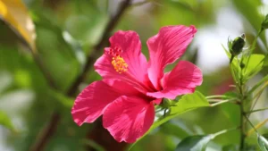hibiscus care