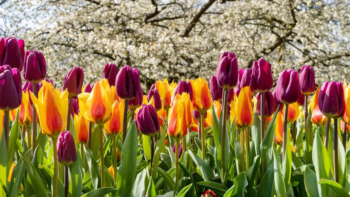 tulip planting guide