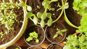 plant soil mix