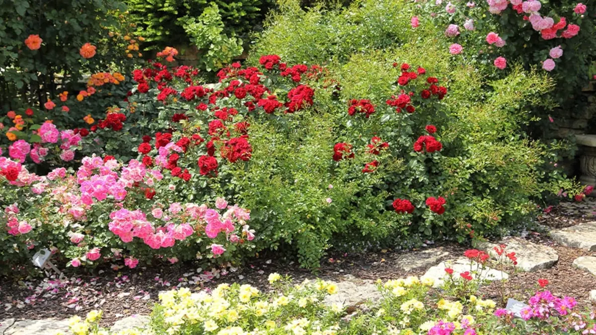 rose plant care