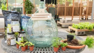 bottle garden DIY