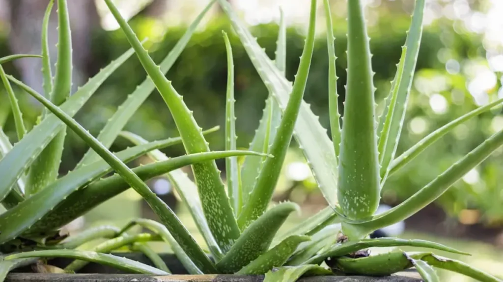 Aloe Vera Plant Benefits: Why This Healing Plant Belongs in Every Home