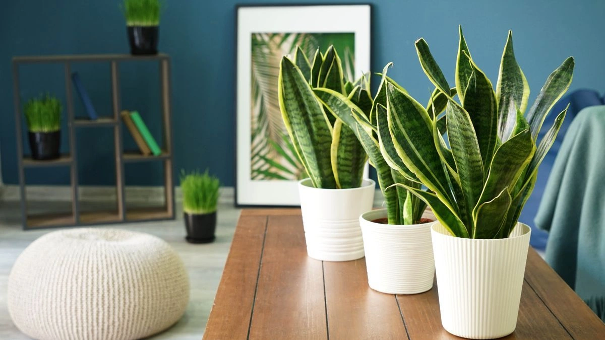 Best Plants for Anxiety and Stress Relief: Nature’s Interior Calm
