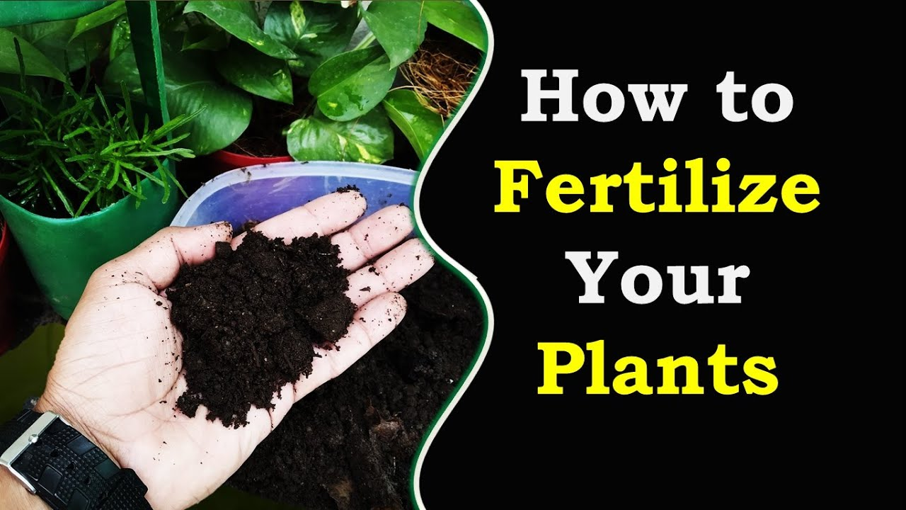 Learn how to fertilize your plants with this guide on using nutrient-rich organic soil