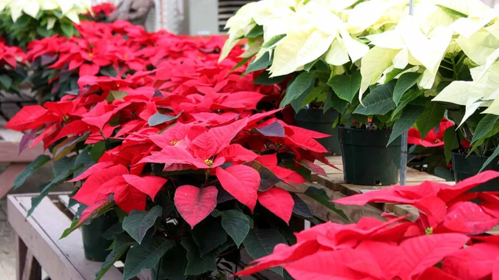 Holiday Plant Care: Stop Killing Your Poinsettia at peeacelily