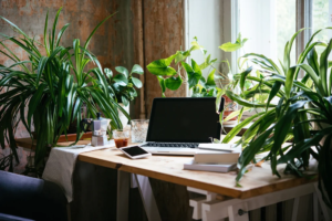 Peeacelily | Office Plants 2026: Low Maintenance Picks for Better Mood and Productivity Office Plants