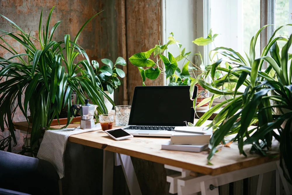 Peeacelily | Office Plants 2026: Low Maintenance Picks for Better Mood and Productivity Office Plants