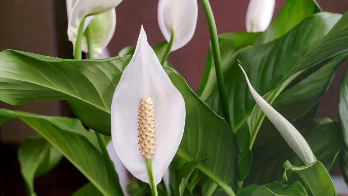 Peeacelily | Peace Lily Care: Expert Watering, Light and Growing Guide Peace Lily Care: Expert Watering, Light and Growing Guide