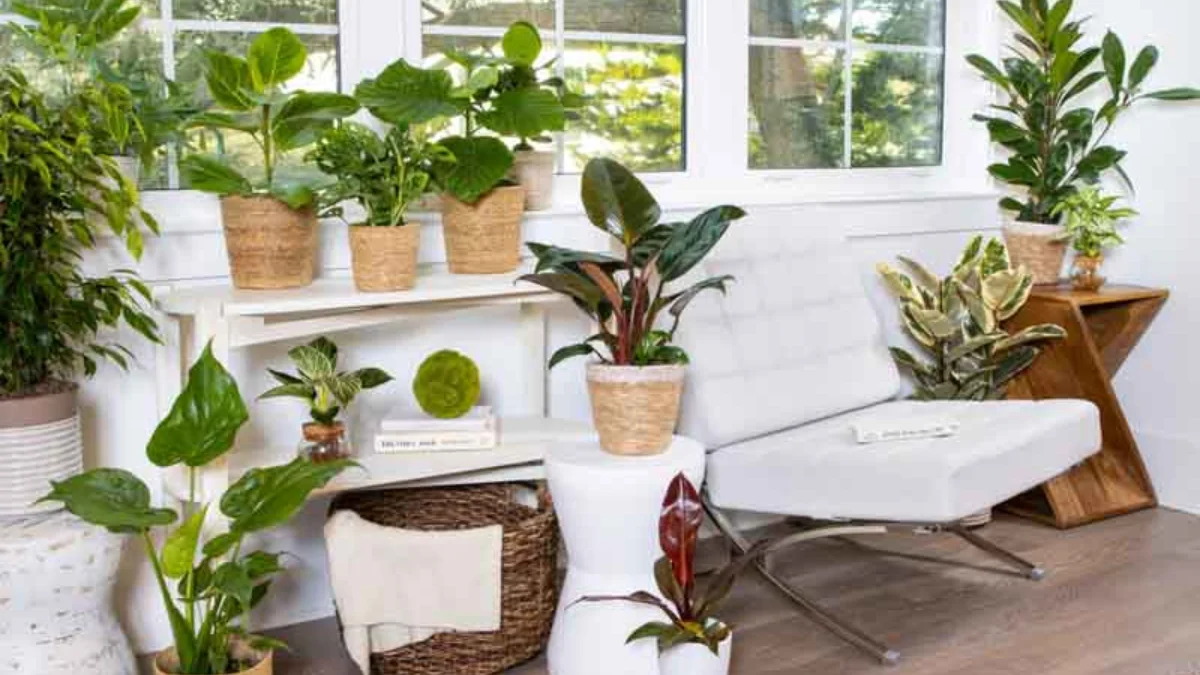 Rubber Plant Benefits Explained: Improve Air Quality, Mood & Home Energy