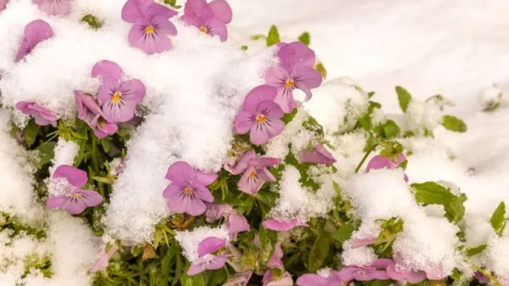 Peeacelily | Winter Flowering Plants: Indoor Blooms That Brighten the Coldest Months Winter Flowering Plants: Indoor Blooms That Brighten the Coldest Months