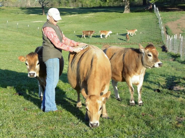A person wearing a vest and hat brushes a light brown cow while standing in a pasture with other cows