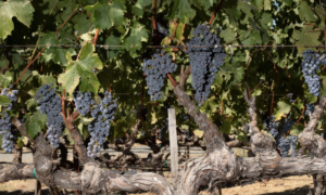 Close-up of ripe dark purple grape bunches hanging on grapevines in a vineyard