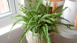 Peeacelily | Fern Plant Care: Complete Indoor and Outdoor Care Guide Fern Plant Care: Complete Indoor and Outdoor Care Guide