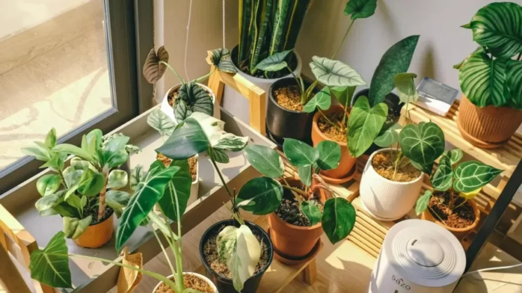 Indoor Plants for Positive Energy: 2026 Guide + Plant List