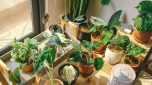 Peeacelily | Indoor Plants for Positive Energy: 2026 Guide + Plant List Indoor Plants for Positive Energy: 2026 Guide + Plant List