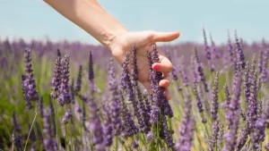 Lavender Plant Benefits: 15 Reasons to Grow One