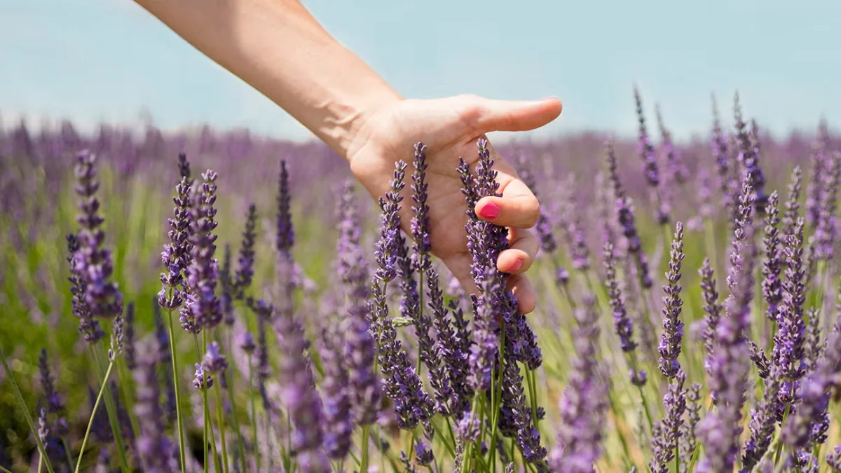 Peeacelily | Lavender Plant Benefits: 15 Reasons to Grow One Lavender Plant Benefits: 15 Reasons to Grow One
