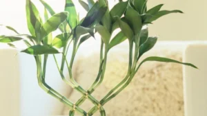 Lucky Bamboo Plant: Care, Meaning and Growing Guide