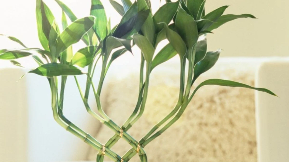 Peeacelily | Lucky Bamboo Plant: Care, Meaning and Growing Guide Lucky Bamboo Plant: Care, Meaning and Growing Guide