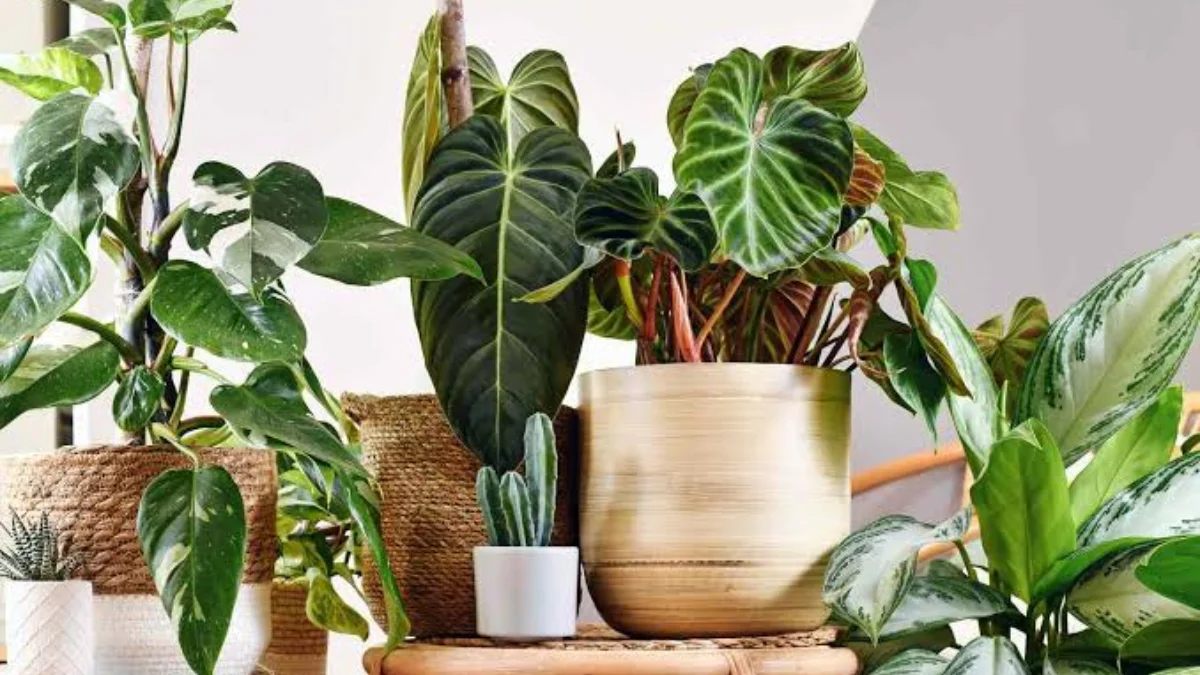 Lucky Plants for Home: 12 Plants for Luck and Prosperity