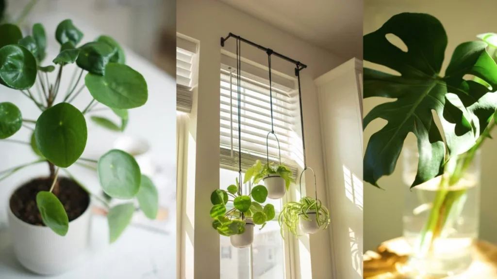 Luxury Indoor Plants: 15 Elegant Picks for Every Home