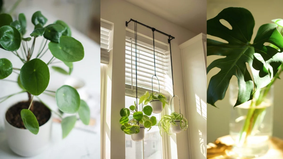 Luxury Indoor Plants: 15 Elegant Picks for Every Home