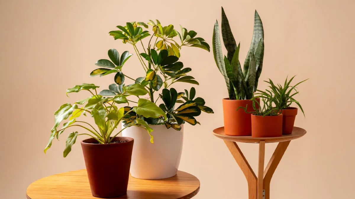 Peeacelily | Money Magnet Plants: 10 Wealth Attraction Plants for Financial Success (2026) Money Magnet Plants: 10 Wealth Attraction Plants for Financial Success (2026)