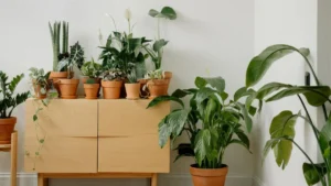 Peeacelily | Peeacelily Green Living Through Indoor Gardening Peeacelily Green Living Through Indoor Gardening