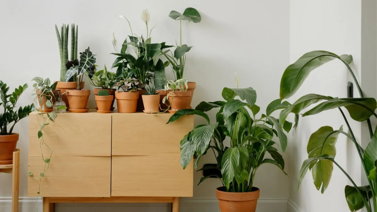 Peeacelily | Peeacelily Green Living Through Indoor Gardening Peeacelily Green Living Through Indoor Gardening