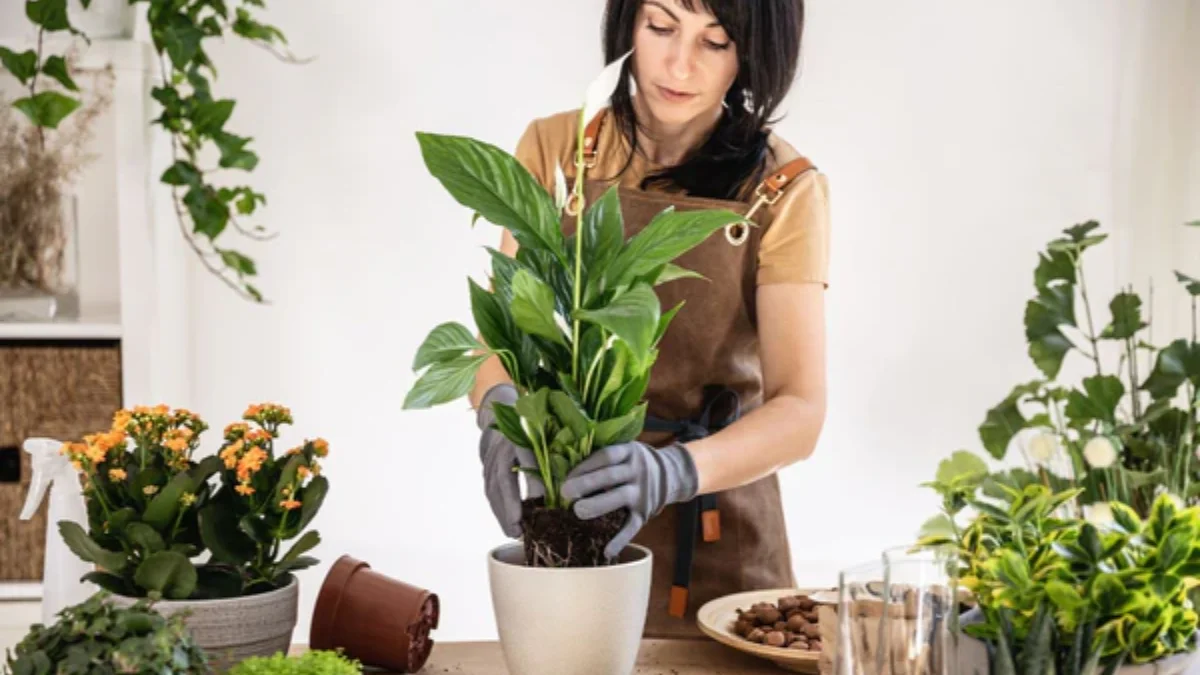 Peeacelily Indoor Gardening: The Complete Guide to Container and Apartment Plant Care