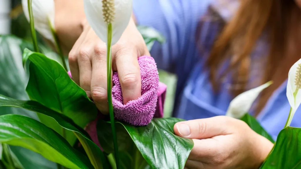 Peeacelily | Peeacelily Indoor Plants: Complete Care Guide for Peace Lily Houseplants (2026) Peeacelily Indoor Plants: Complete Care Guide for Peace Lily Houseplants (2026)