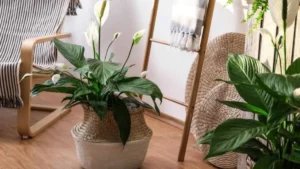 Peeacelily Plant Blog: The Complete Hub for Gardening Guides, Indoor Plants and Plant Care (2026)