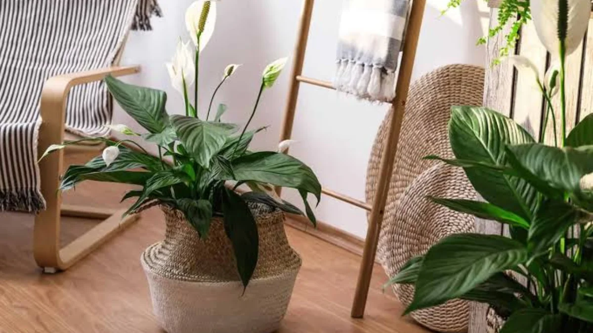 Peeacelily Plant Blog: The Complete Hub for Gardening Guides, Indoor Plants and Plant Care (2026)