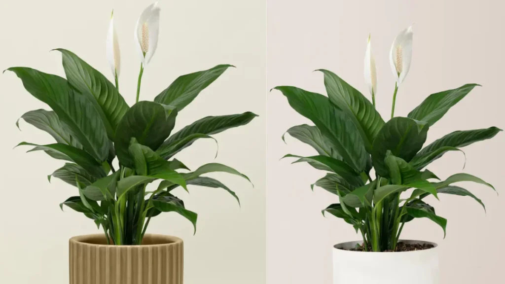 Peeacelily Plant Care: Complete Indoor Care Guide