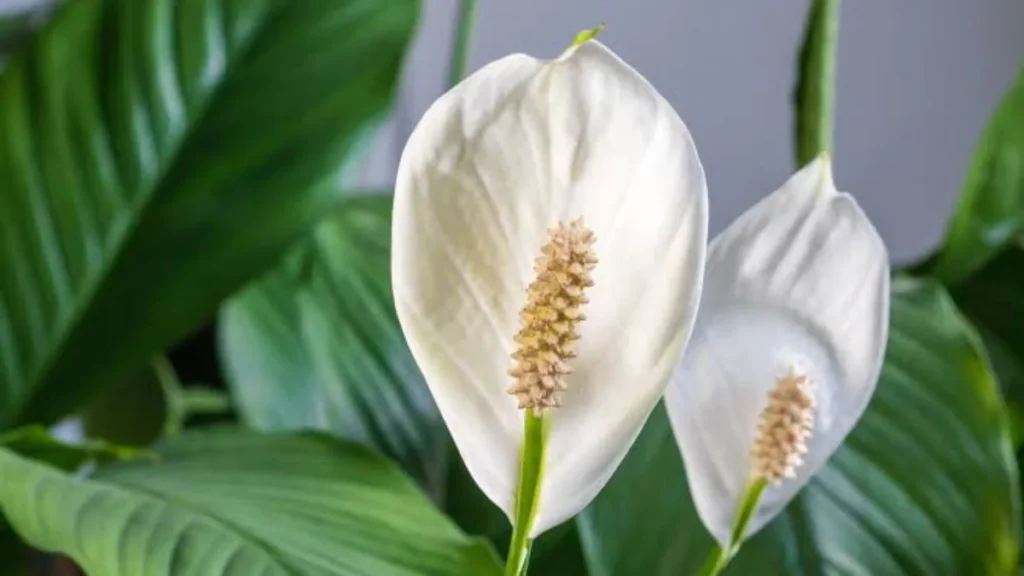 Peeacelily Plant Wellness: Healthy Houseplant Guide