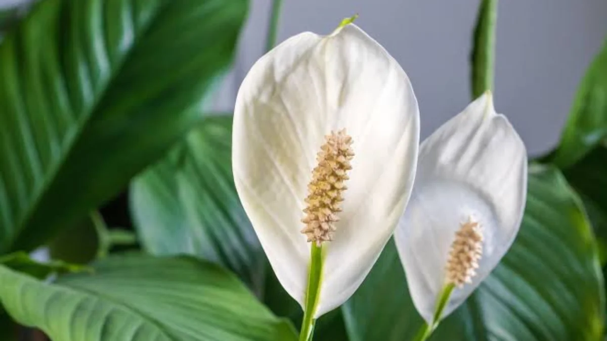 Peeacelily | Peeacelily Plant Wellness: Healthy Houseplant Guide Peeacelily Plant Wellness: Healthy Houseplant Guide